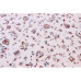 Классические ковры ESFEHAN 4904A (ivory/l.beige) 